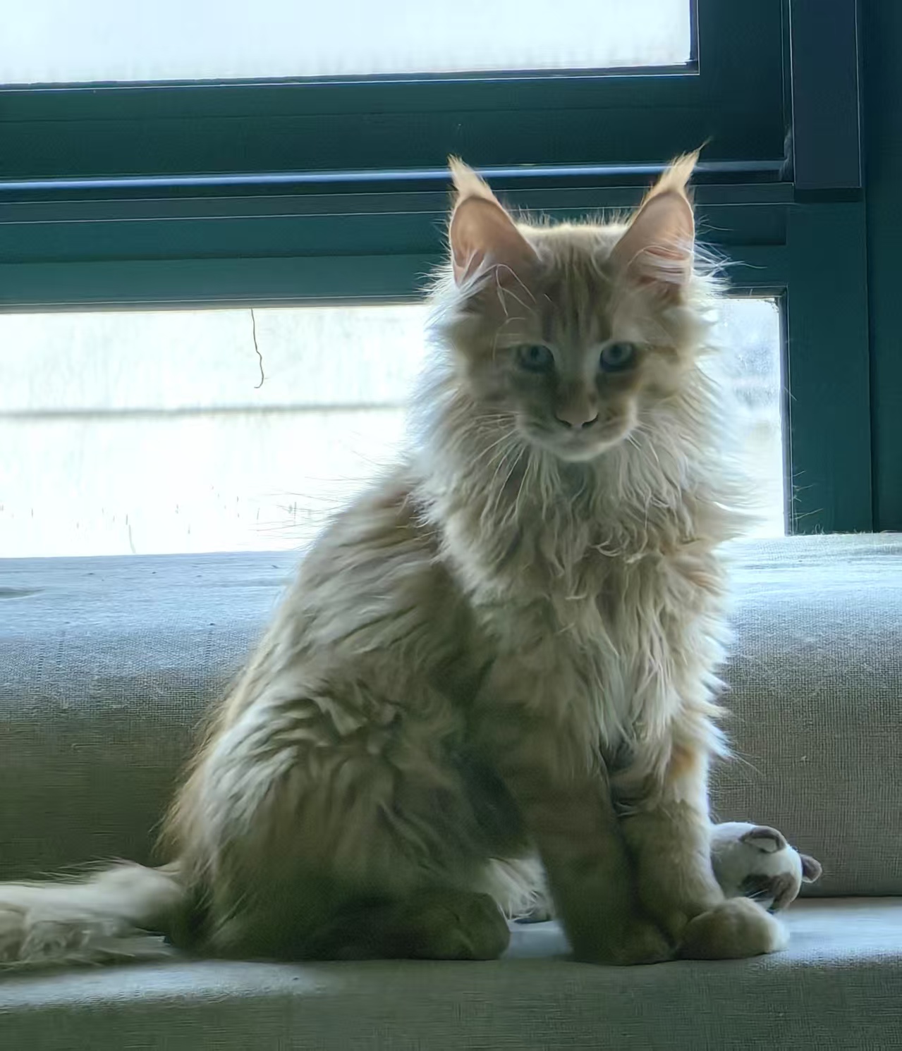 缅因猫 红虎